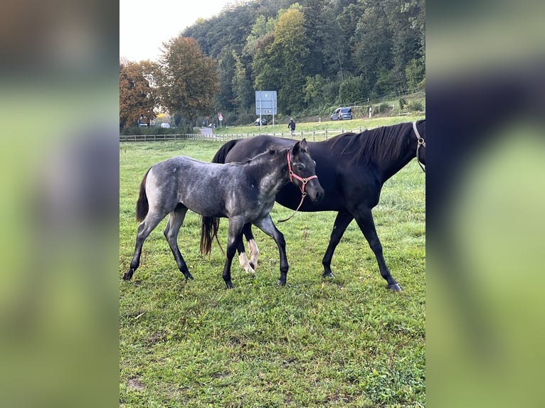 American Quarter Horse Stallion 1 year 15,1 hh Roan-Blue in Bad Abbach