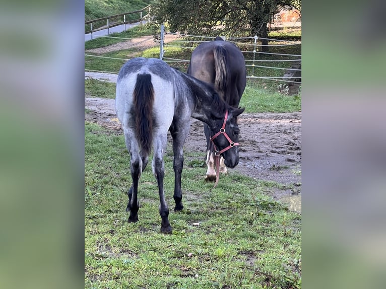 American Quarter Horse Stallion 1 year 15,1 hh Roan-Blue in Bad Abbach