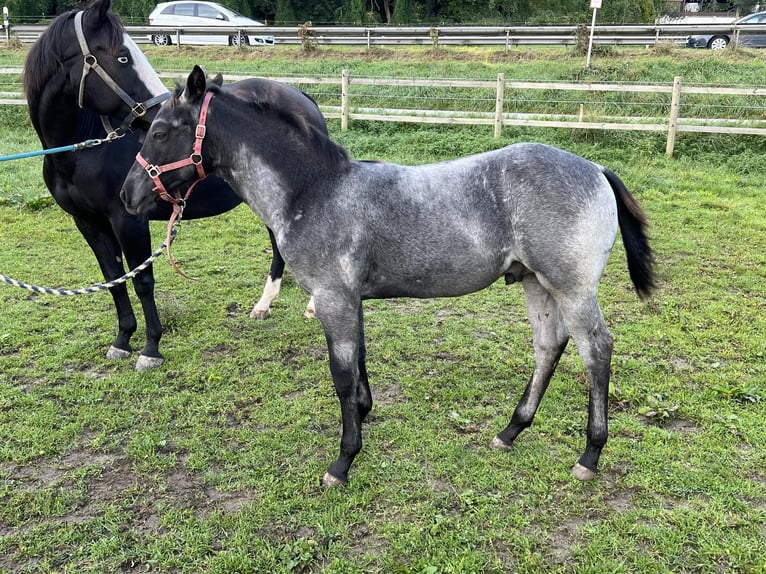 American Quarter Horse Stallion 1 year 15,1 hh Roan-Blue in Bad Abbach