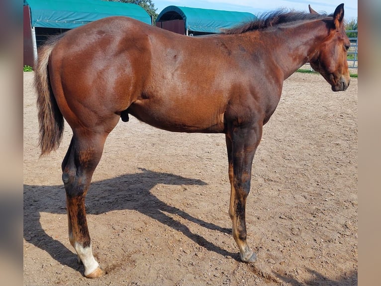 American Quarter Horse Stallion 1 year 15,2 hh Bay-Dark in Kemberg
