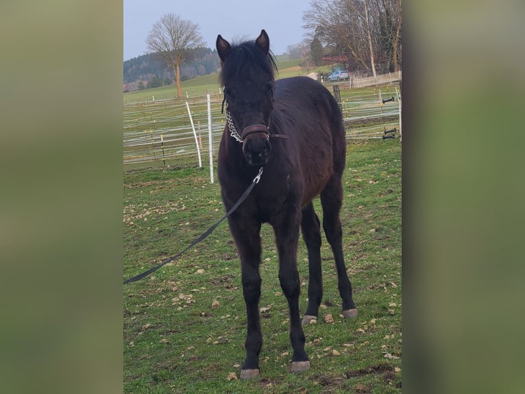 American Quarter Horse Stallion 1 year 15.2 hh Brown in Kaufbeuren