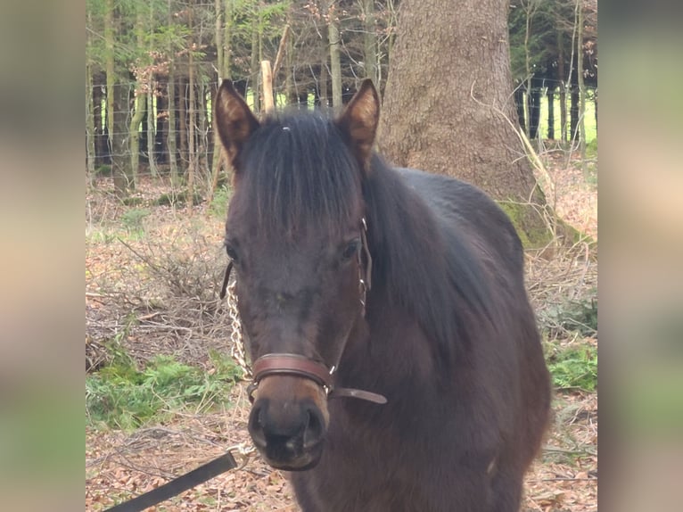 American Quarter Horse Stallion 1 year 15.2 hh Brown in Kaufbeuren