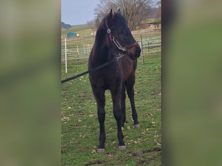 American Quarter Horse Stallion 1 year 15.2 hh Brown in Kaufbeuren