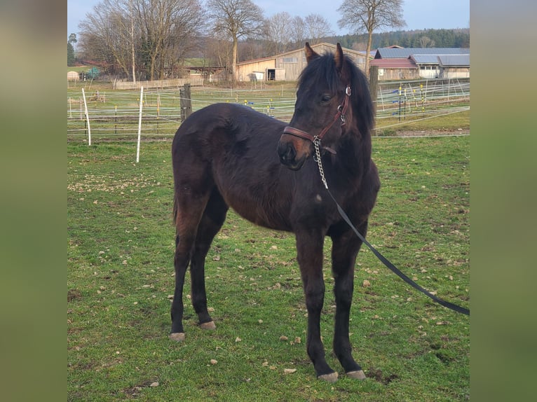 American Quarter Horse Stallion 1 year 15.2 hh Brown in Kaufbeuren
