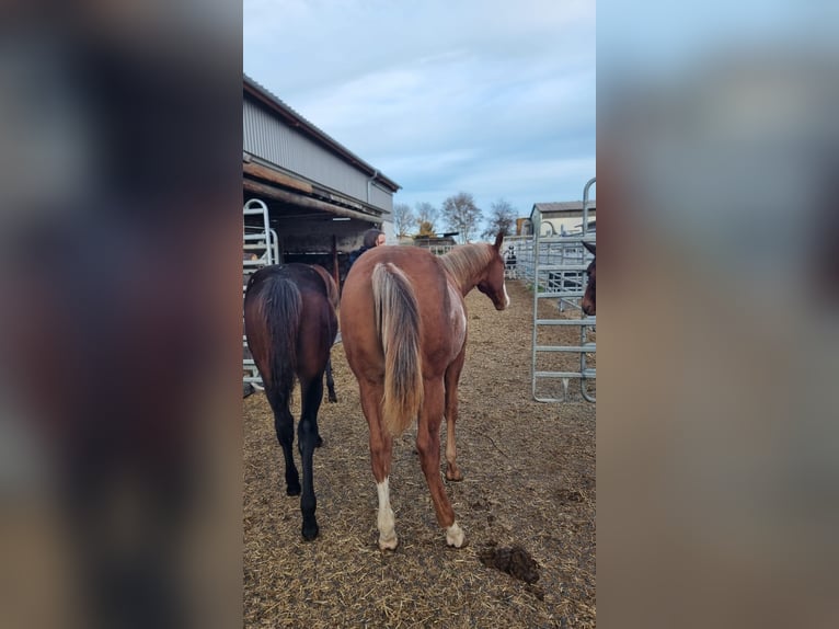 American Quarter Horse Stallion 1 year 15.2 hh Chestnut-Red in Langenau