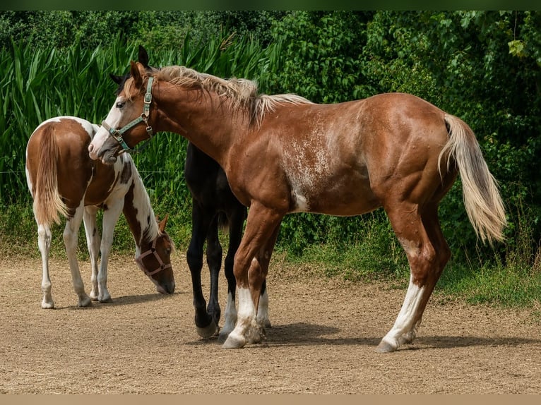 American Quarter Horse Stallion 1 year 15.2 hh Chestnut-Red in Langenau