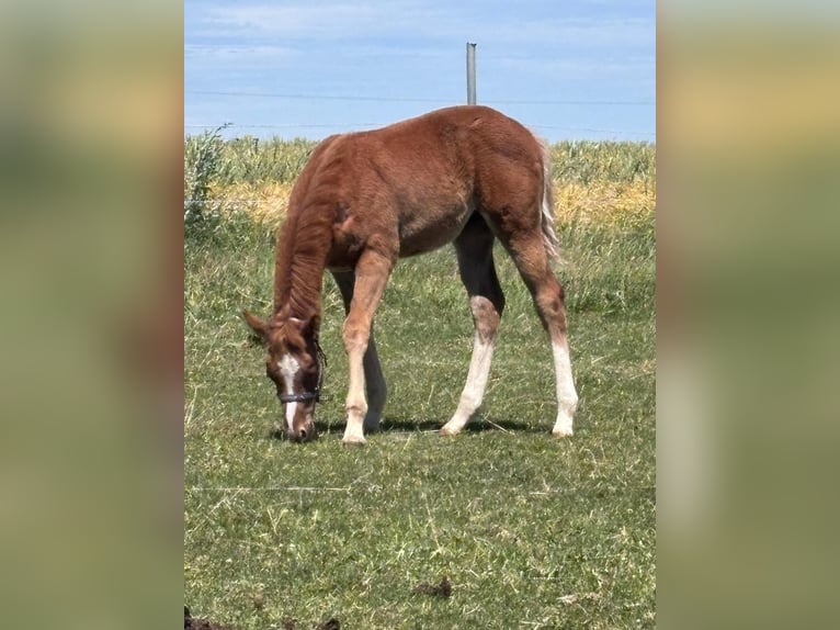 American Quarter Horse Stallion 1 year 15.2 hh Chestnut-Red in Kirchendemenreuth