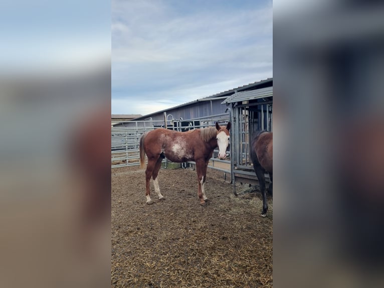 American Quarter Horse Stallion 1 year 15.2 hh Chestnut-Red in Langenau