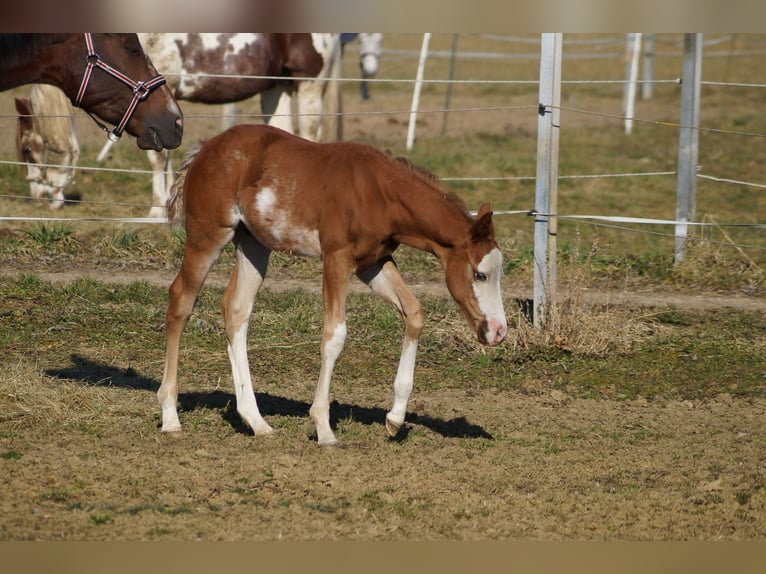 American Quarter Horse Stallion 1 year 15.2 hh Chestnut-Red in Langenau