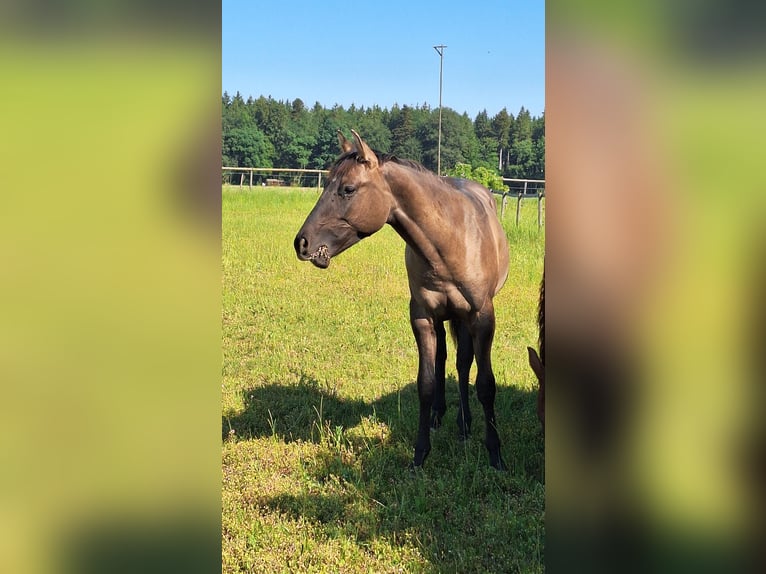 American Quarter Horse Stallion 1 year 15.2 hh Grullo in Altenmarkt an der Alz
