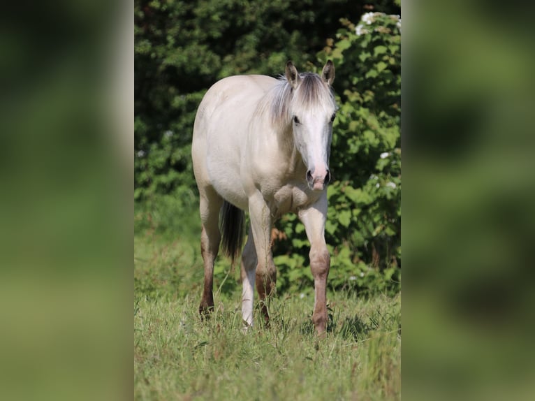 American Quarter Horse Stallion 1 year 15,2 hh Palomino in Börgerende-Rethwisch