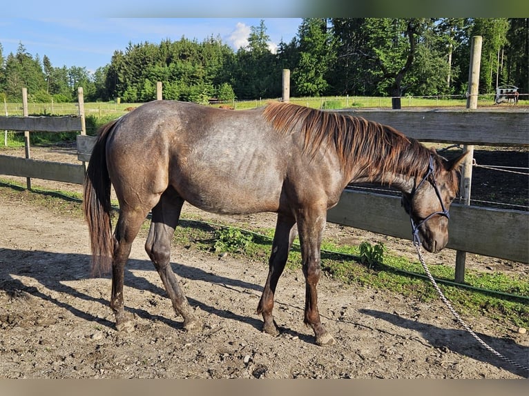 American Quarter Horse Stallion 1 year 15,2 hh Roan-Blue in Halfing