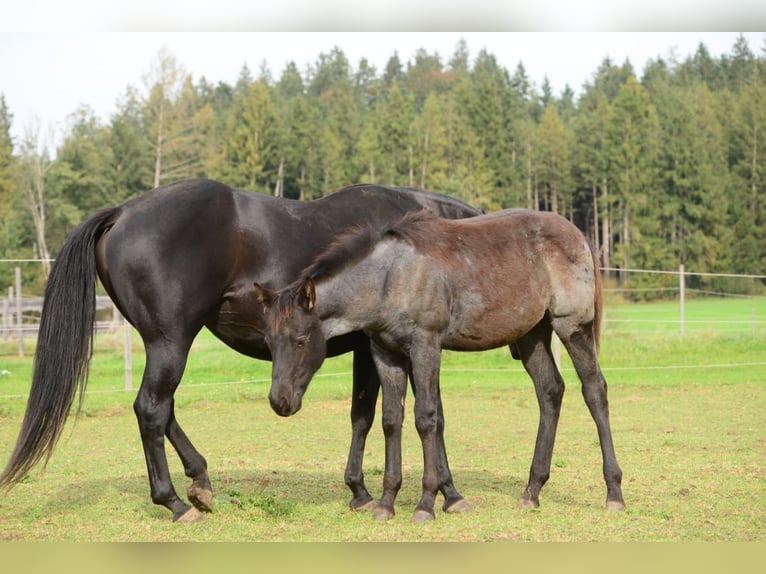 American Quarter Horse Stallion 1 year 15,2 hh Roan-Blue in Halfing