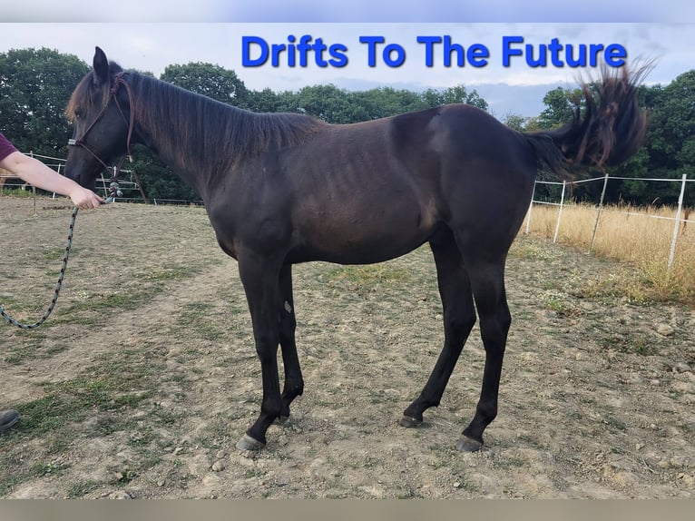 American Quarter Horse Stallion 1 year 15.3 hh Black in Echternacherbrück