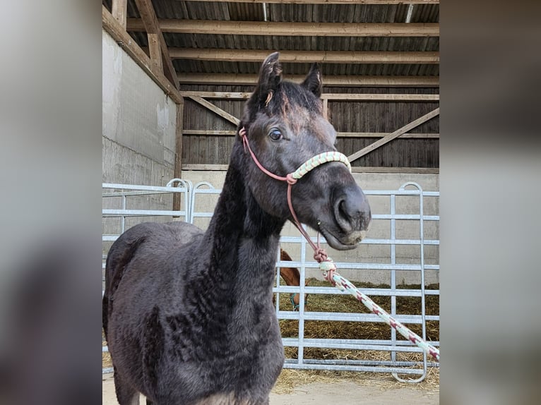 American Quarter Horse Stallion 1 year 15.3 hh Black in Echternacherbrück