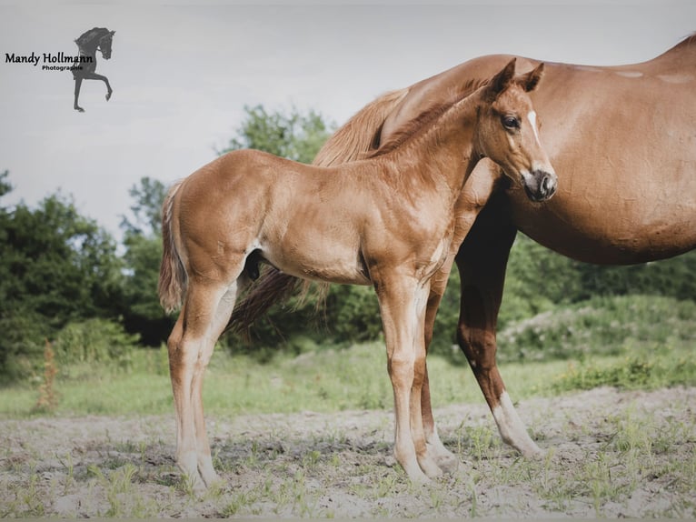 American Quarter Horse Stallion 1 year 15,3 hh Chestnut-Red in Bad Zwischenahn