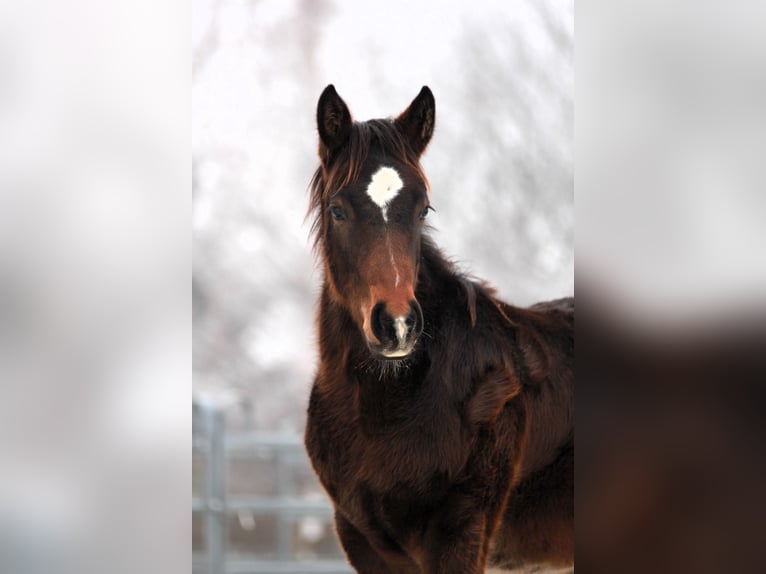 American Quarter Horse Stallion 1 year 15 hh Bay-Dark in Vilsheim