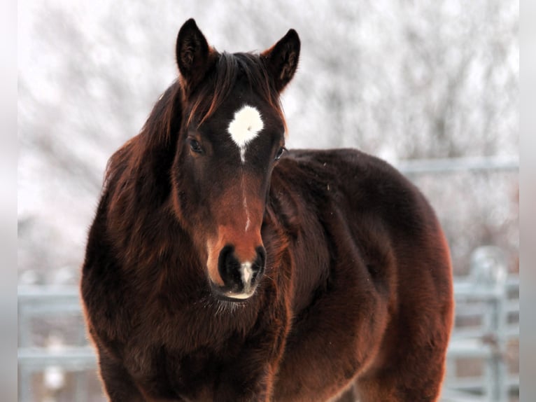 American Quarter Horse Stallion 1 year 15 hh Bay-Dark in Vilsheim