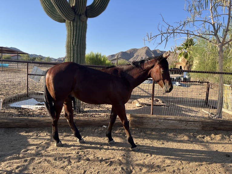 American Quarter Horse Stallion 1 year 15 hh Bay in Casa Grande, AZ