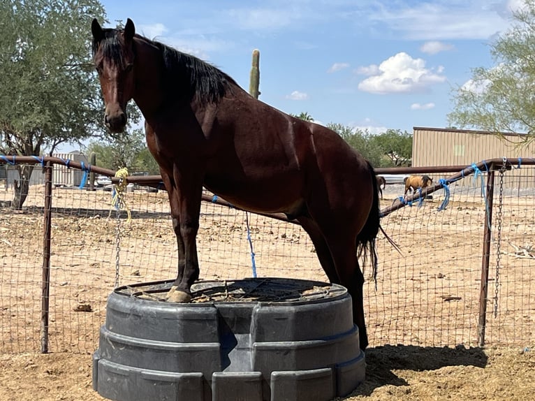 American Quarter Horse Stallion 1 year 15 hh Bay in Casa Grande, AZ