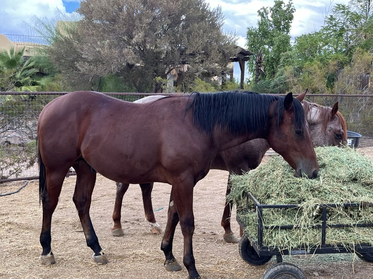 American Quarter Horse Stallion 1 year 15 hh Bay in Casa Grande, AZ