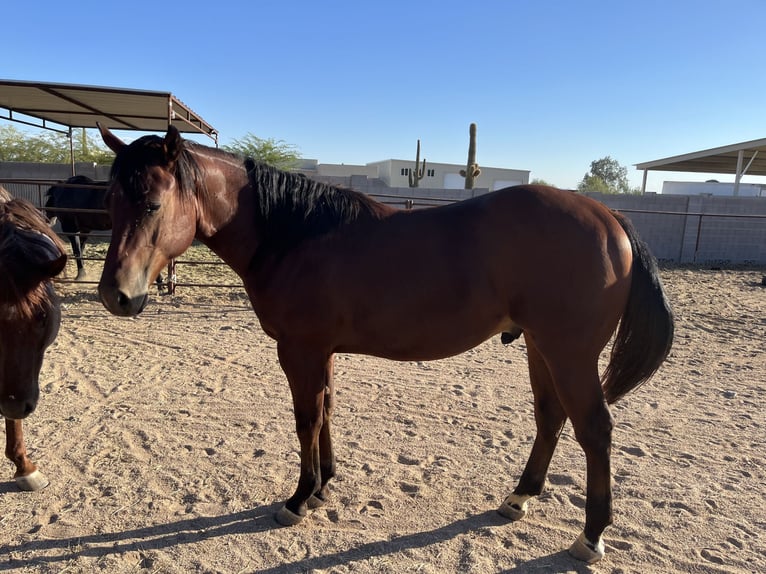American Quarter Horse Stallion 1 year 15 hh Bay in Casa Grande, AZ
