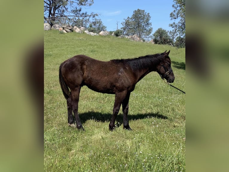 American Quarter Horse Stallion 1 year 15 hh Black in Raymond CA