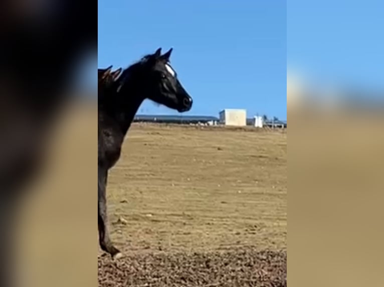 American Quarter Horse Stallion 1 year 15 hh Black in Regen
