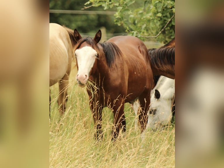 American Quarter Horse Stallion 1 year 15 hh Brown in Waldshut-Tiengen