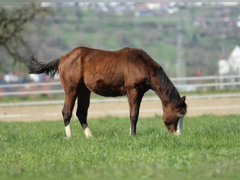 American Quarter Horse Stallion 1 year 15 hh Brown in Waldshut-Tiengen