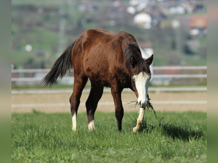 American Quarter Horse Stallion 1 year 15 hh Brown in Waldshut-Tiengen