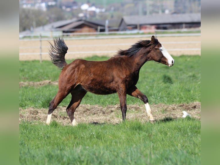 American Quarter Horse Stallion 1 year 15 hh Brown in Waldshut-Tiengen