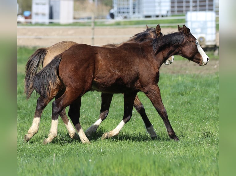 American Quarter Horse Stallion 1 year 15 hh Brown in Waldshut-Tiengen