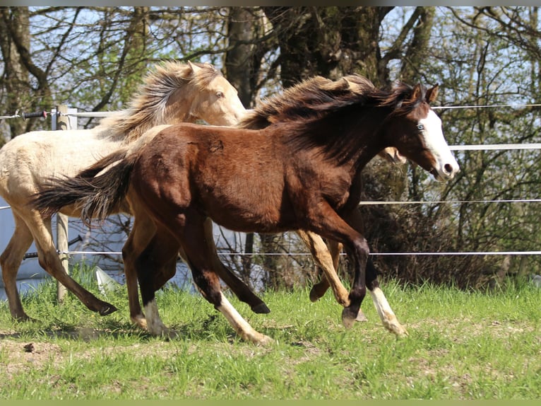 American Quarter Horse Stallion 1 year 15 hh Brown in Waldshut-Tiengen