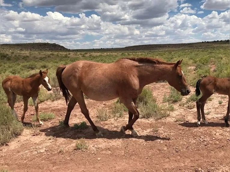 American Quarter Horse Stallion 1 year 15 hh Brown in Chambers