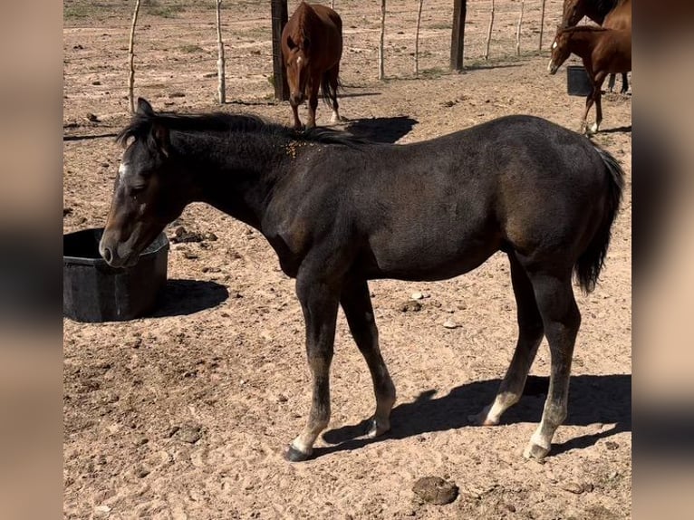 American Quarter Horse Stallion 1 year 15 hh Brown in Chambers