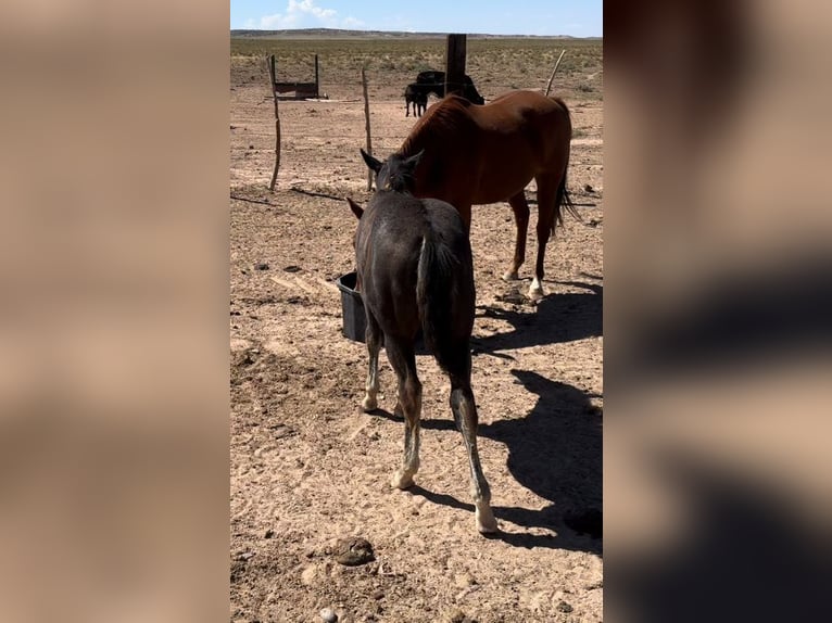 American Quarter Horse Stallion 1 year 15 hh Brown in Chambers