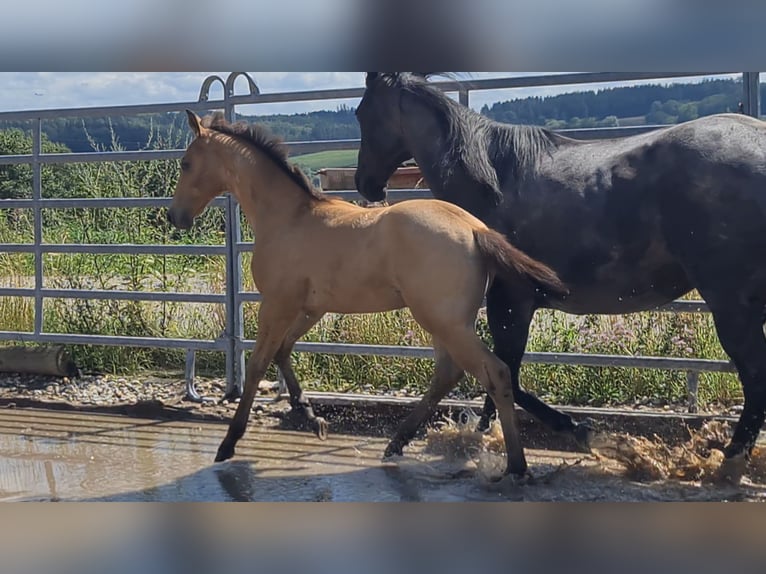 American Quarter Horse Stallion 1 year 15 hh Buckskin in Langenbach