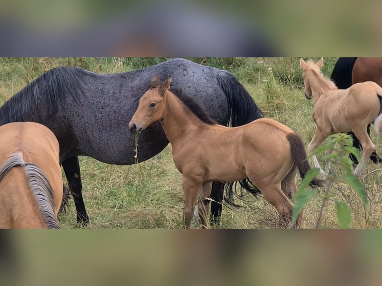 American Quarter Horse Stallion 1 year 15 hh Buckskin in Langenbach