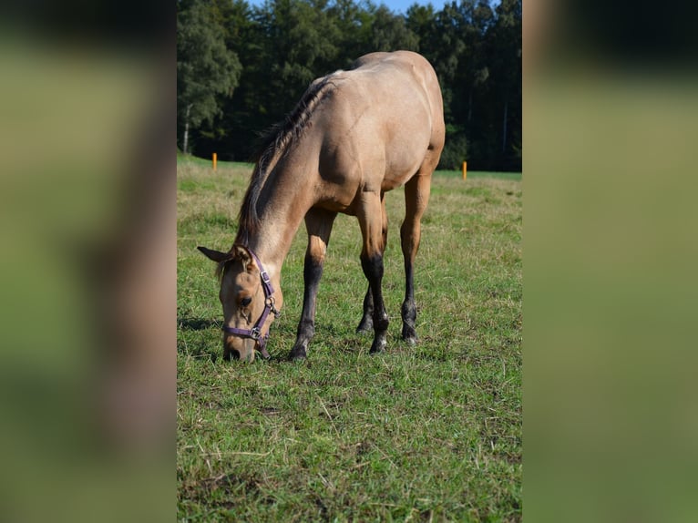 American Quarter Horse Stallion 1 year 15 hh Buckskin in Nordhorn