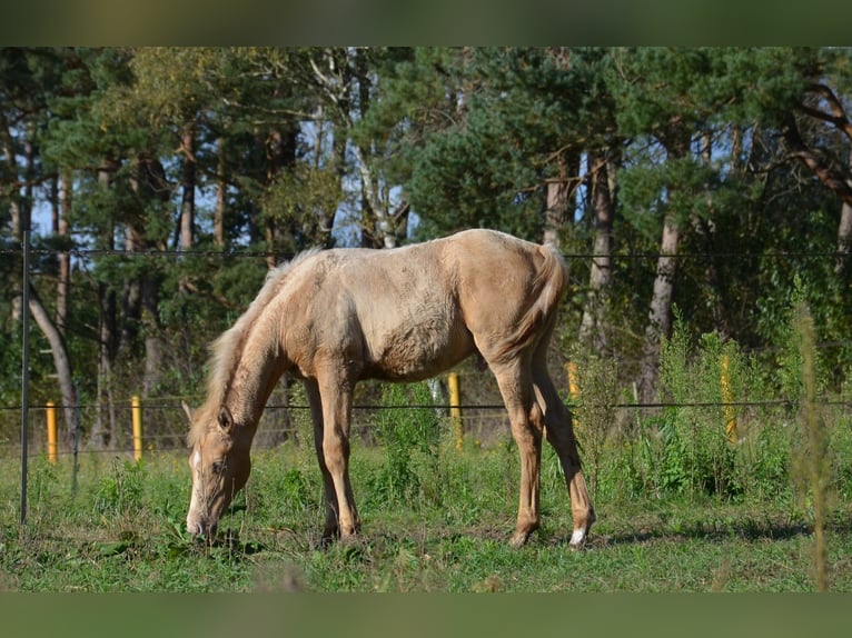 American Quarter Horse Stallion 1 year 15 hh Champagne in Nordhorn