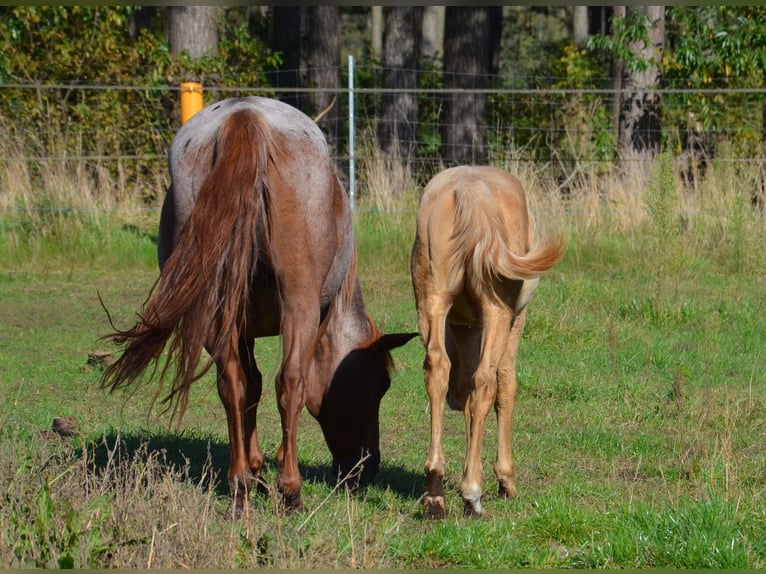 American Quarter Horse Stallion 1 year 15 hh Champagne in Nordhorn