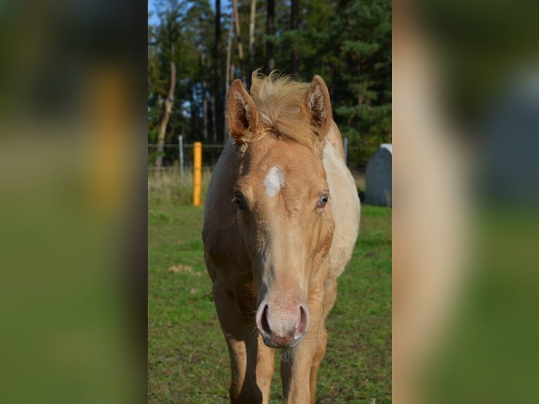 American Quarter Horse Stallion 1 year 15 hh Champagne in Nordhorn