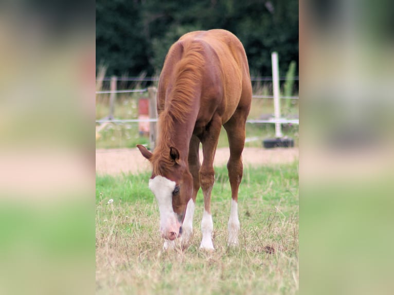 American Quarter Horse Stallion 1 year 15 hh Chestnut-Red in Königsmoos