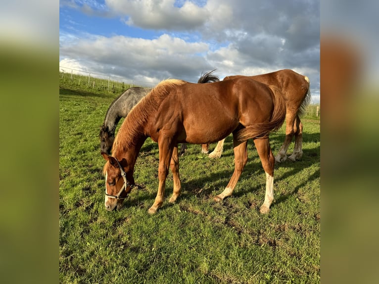 American Quarter Horse Stallion 1 year 15 hh Chestnut-Red in Daleiden