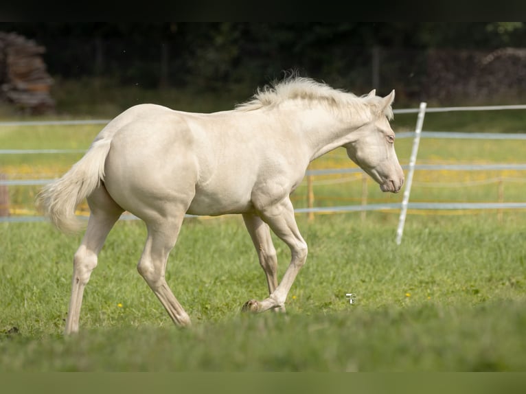 American Quarter Horse Stallion 1 year 15 hh Cremello in Burgthann