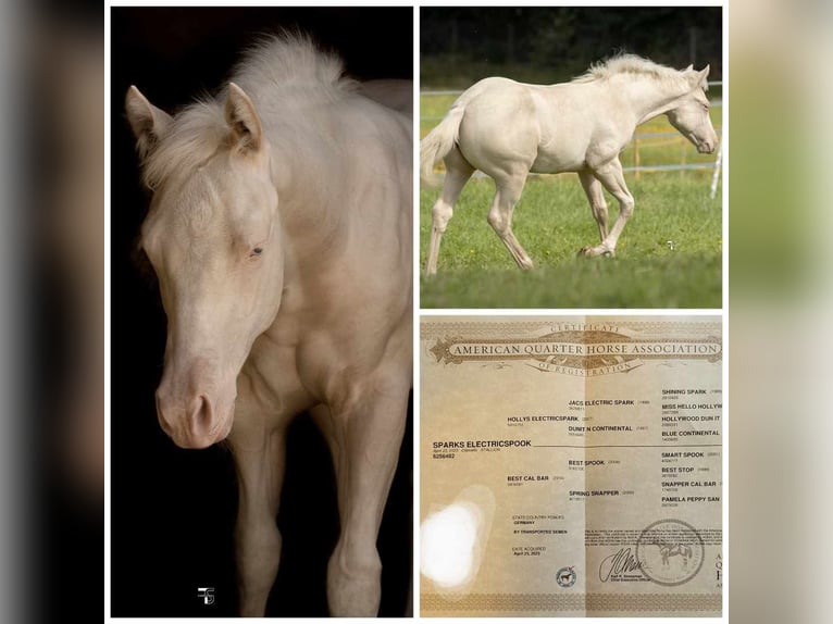 American Quarter Horse Stallion 1 year 15 hh Cremello in Burgthann