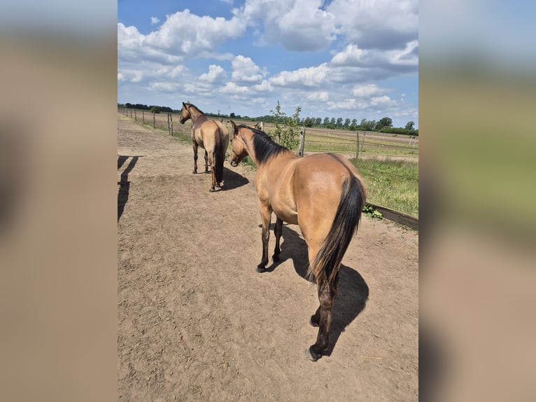 American Quarter Horse Stallion 1 year 15 hh Dun in Neustadt am R&#xFC;benberge