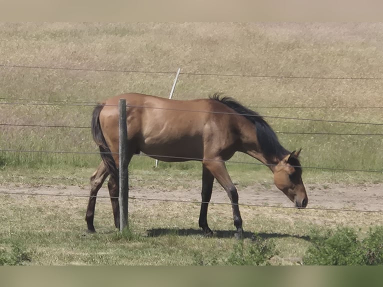 American Quarter Horse Stallion 1 year 15 hh Dun in Neustadt am R&#xFC;benberge
