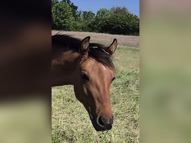 American Quarter Horse Stallion 1 year 15 hh Dun in Neustadt am R&#xFC;benberge